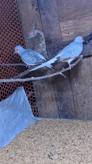 Diamond Dove Birds