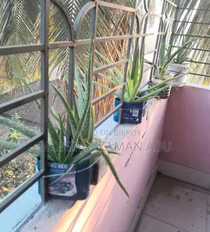 এলোভেরা গাছ বিক্রি