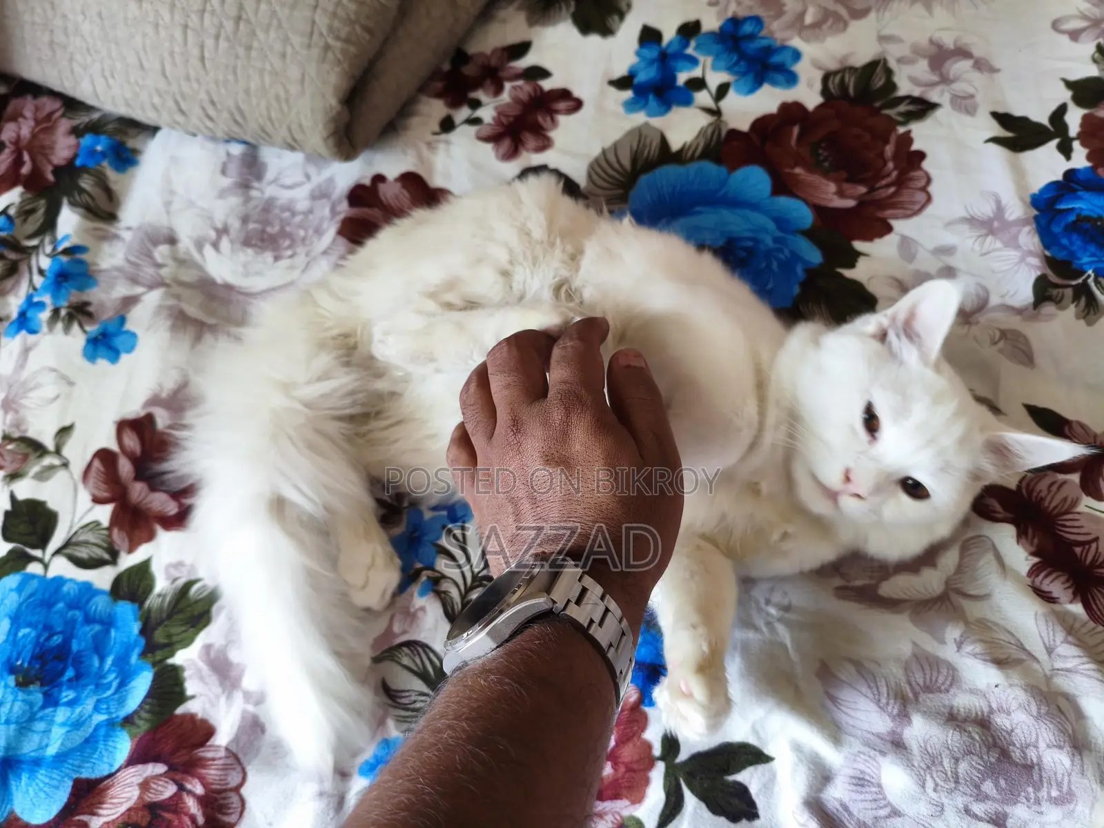 Persian Mixed