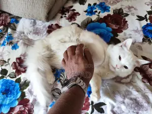 Persian Mixed