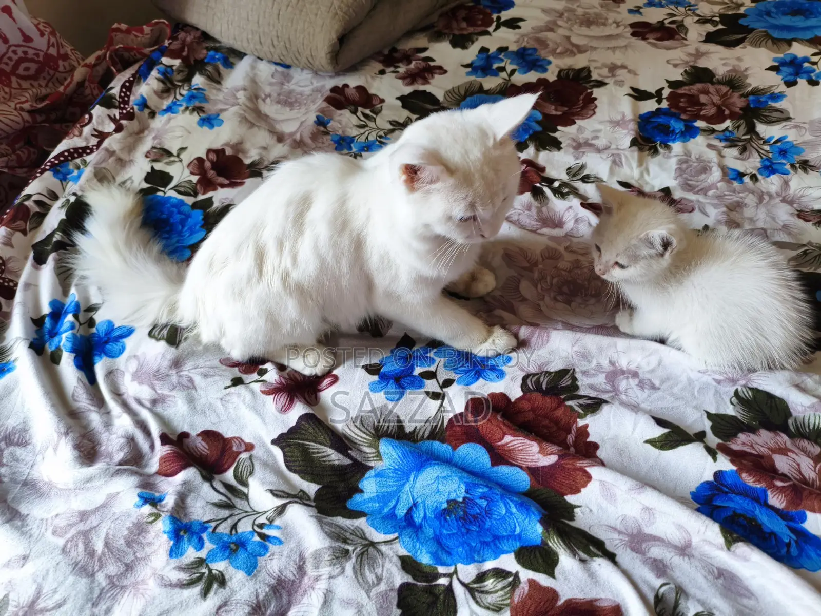 Persian Mixed