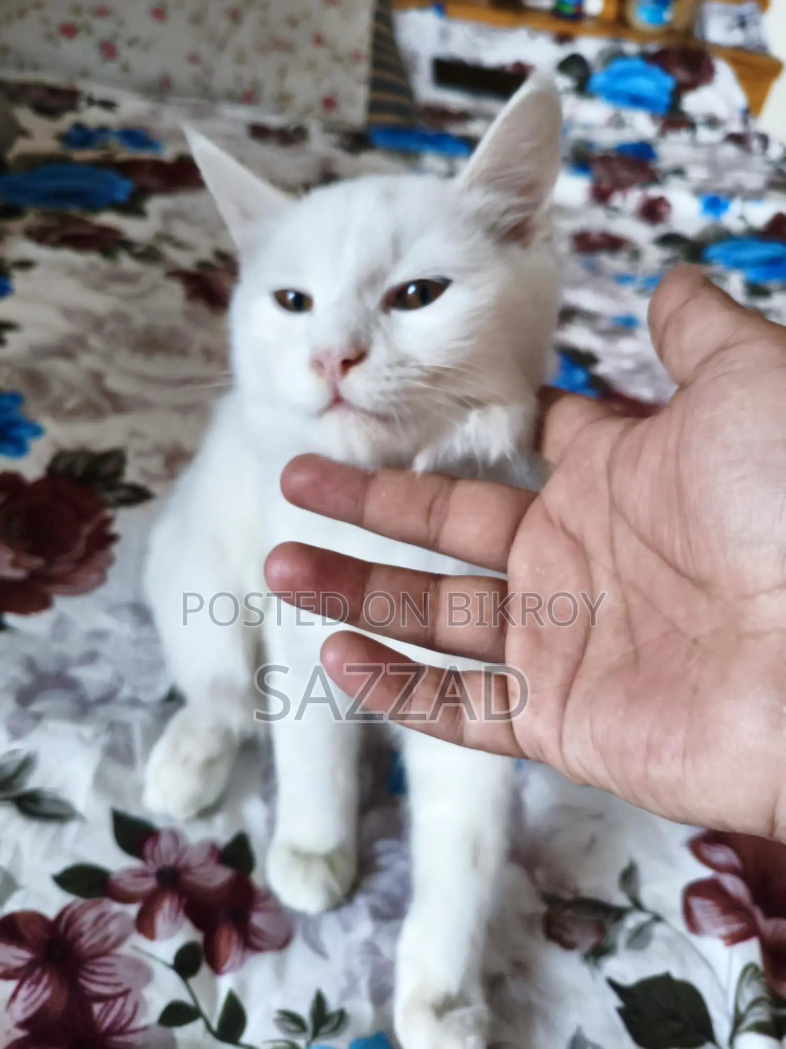Persian Mixed