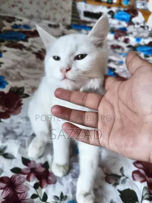 Persian Mixed