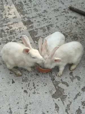 Female Rabbit