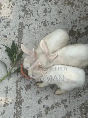 Female Rabbit