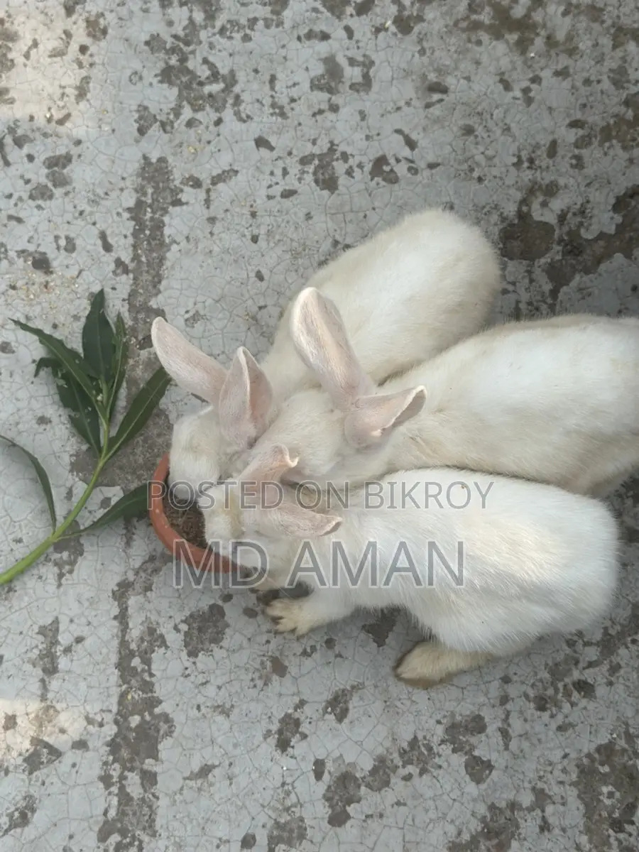 Female Rabbit