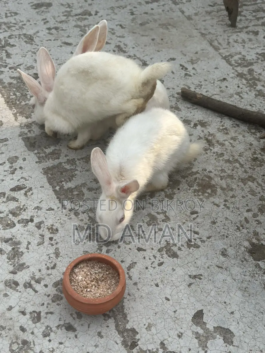 Female Rabbit