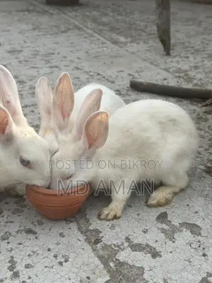 Female Rabbit