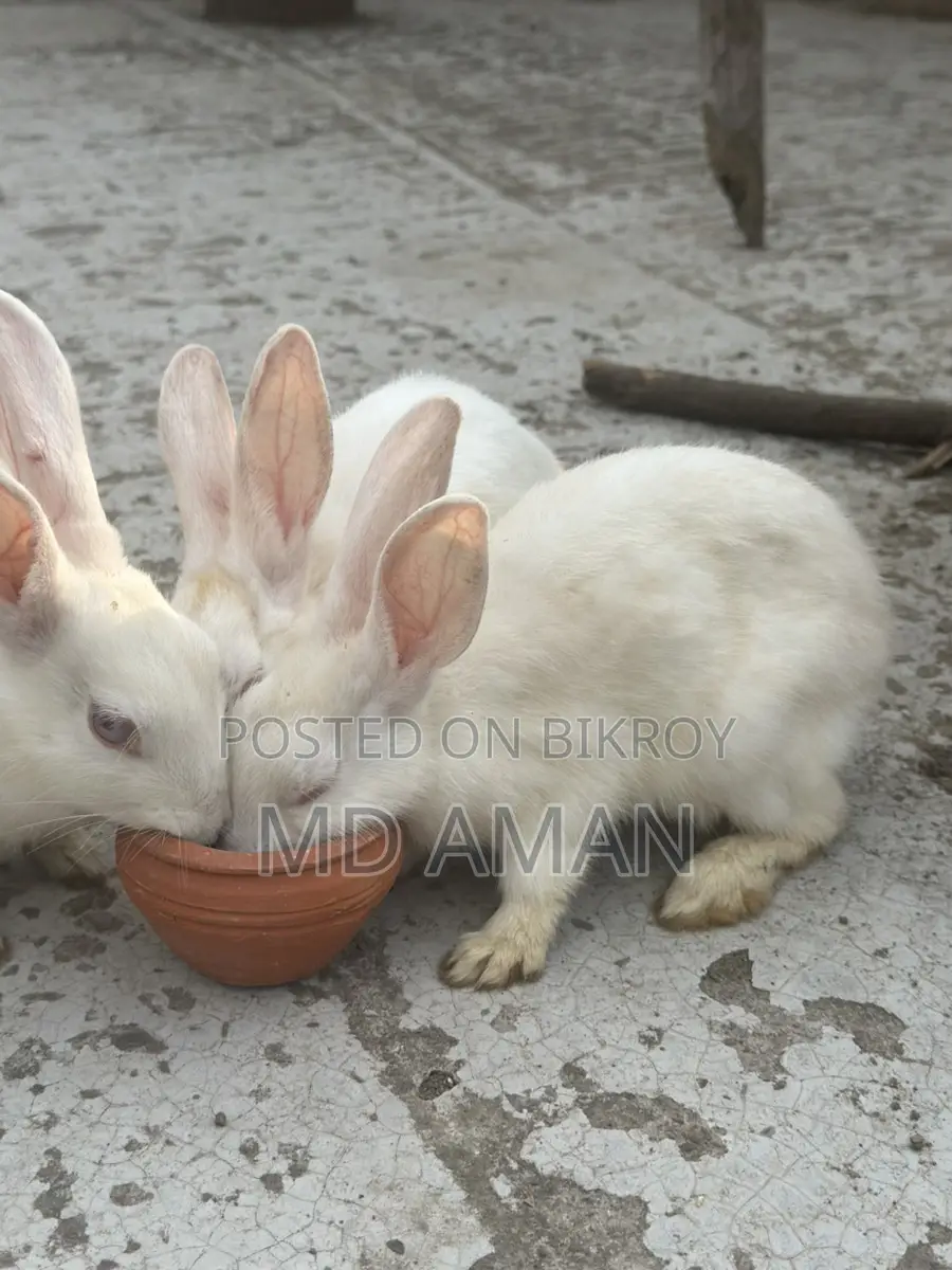Female Rabbit