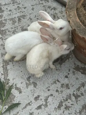 Female Rabbit
