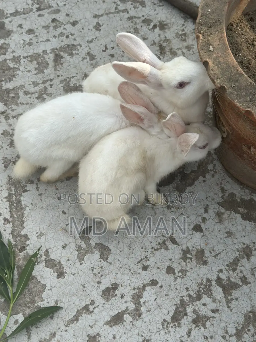 Female Rabbit