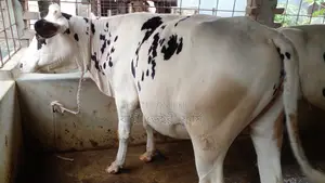 ১১৩৮ নং উন্নত জাতের বকনা ।