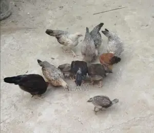 Deshi Chicken Chicks for Sale