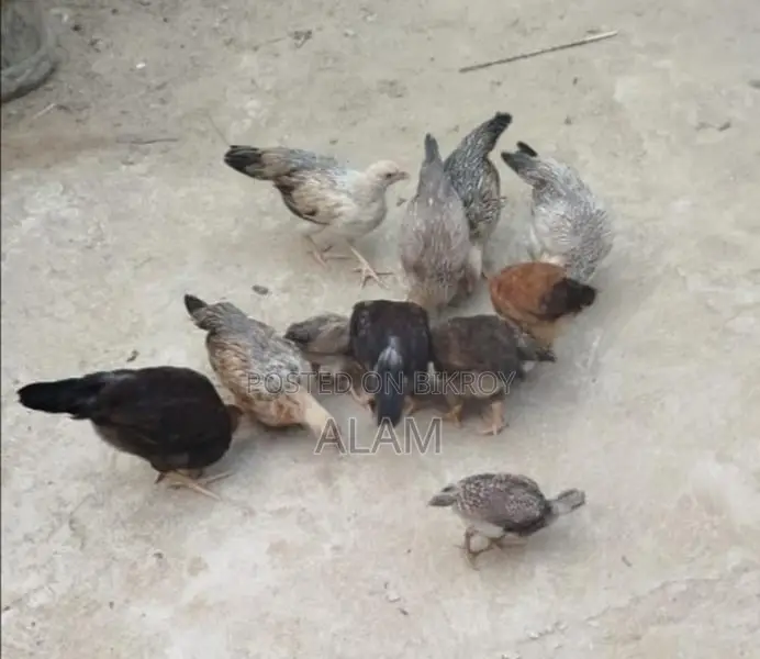 Deshi Chicken Chicks for Sale