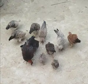 Deshi Chicken Chicks for Sale