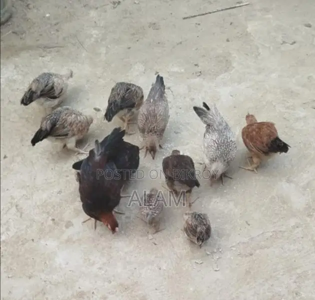 Deshi Chicken Chicks for Sale