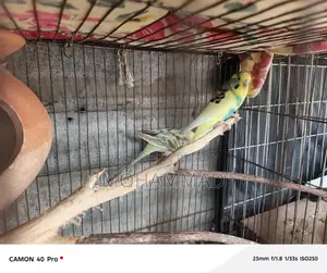 পাখি+কবুতর
