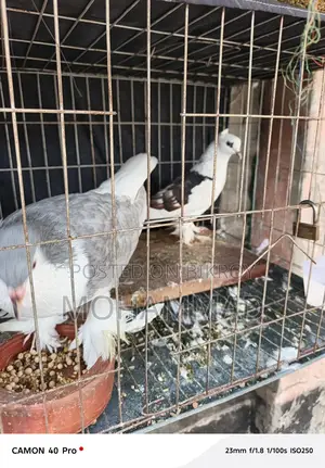 পাখি+কবুতর
