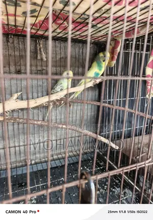 পাখি+কবুতর