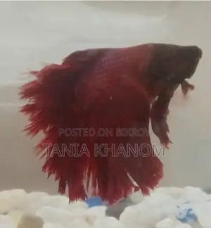 Fighter Fish