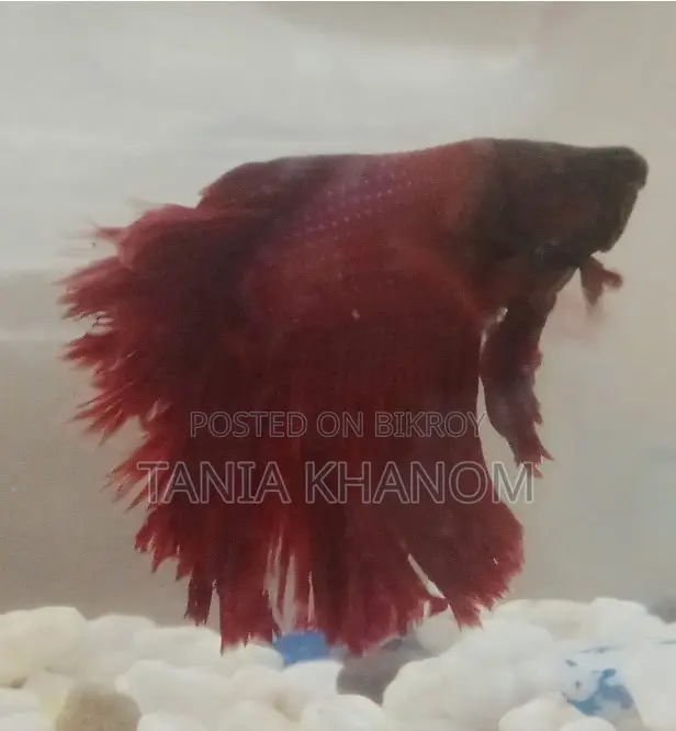 Fighter Fish