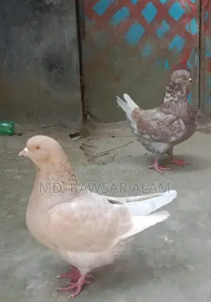কিং কবুতর