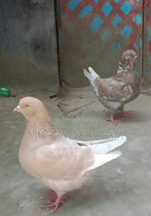 কিং কবুতর