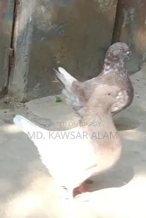 কিং কবুতর