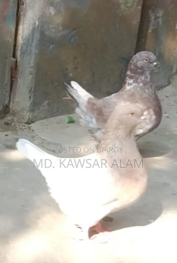 কিং কবুতর