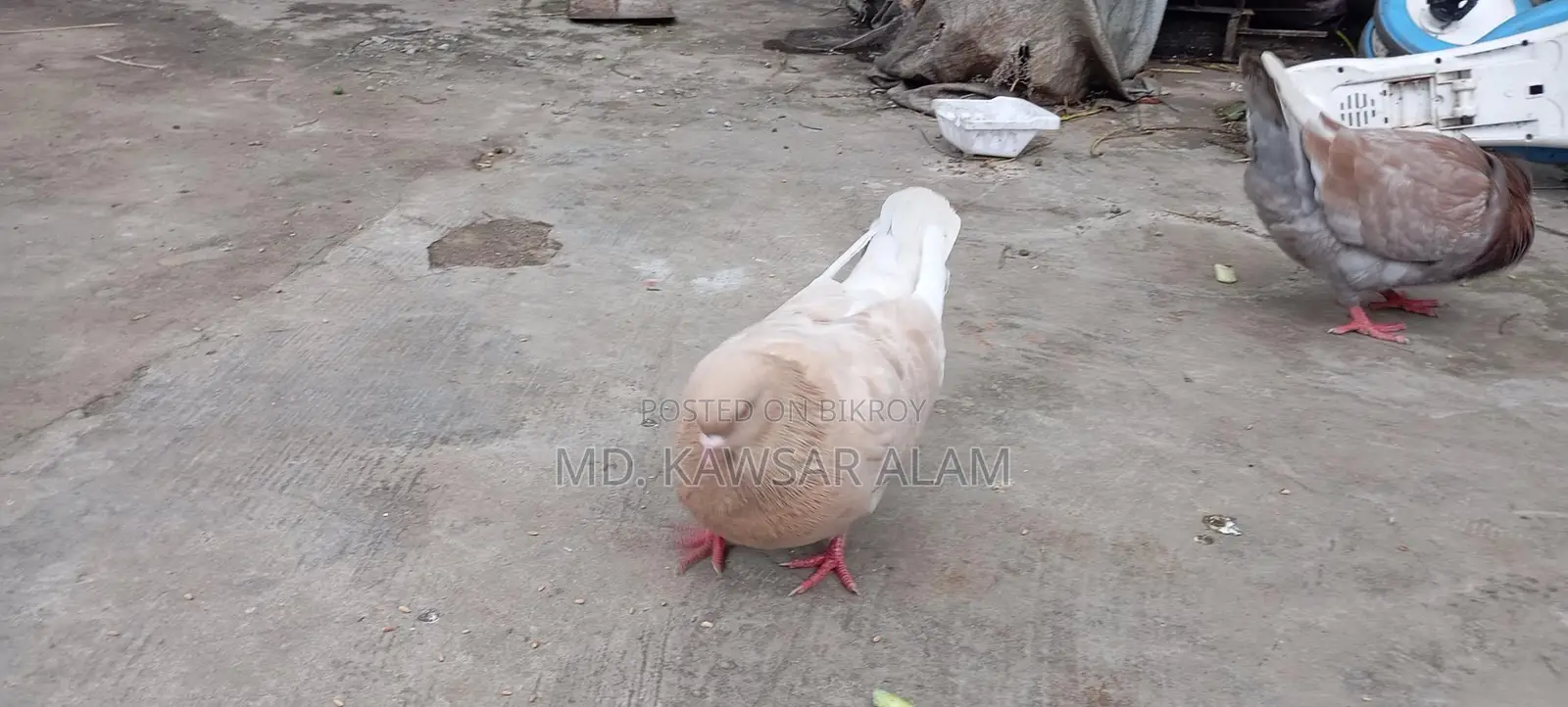 কিং কবুতর