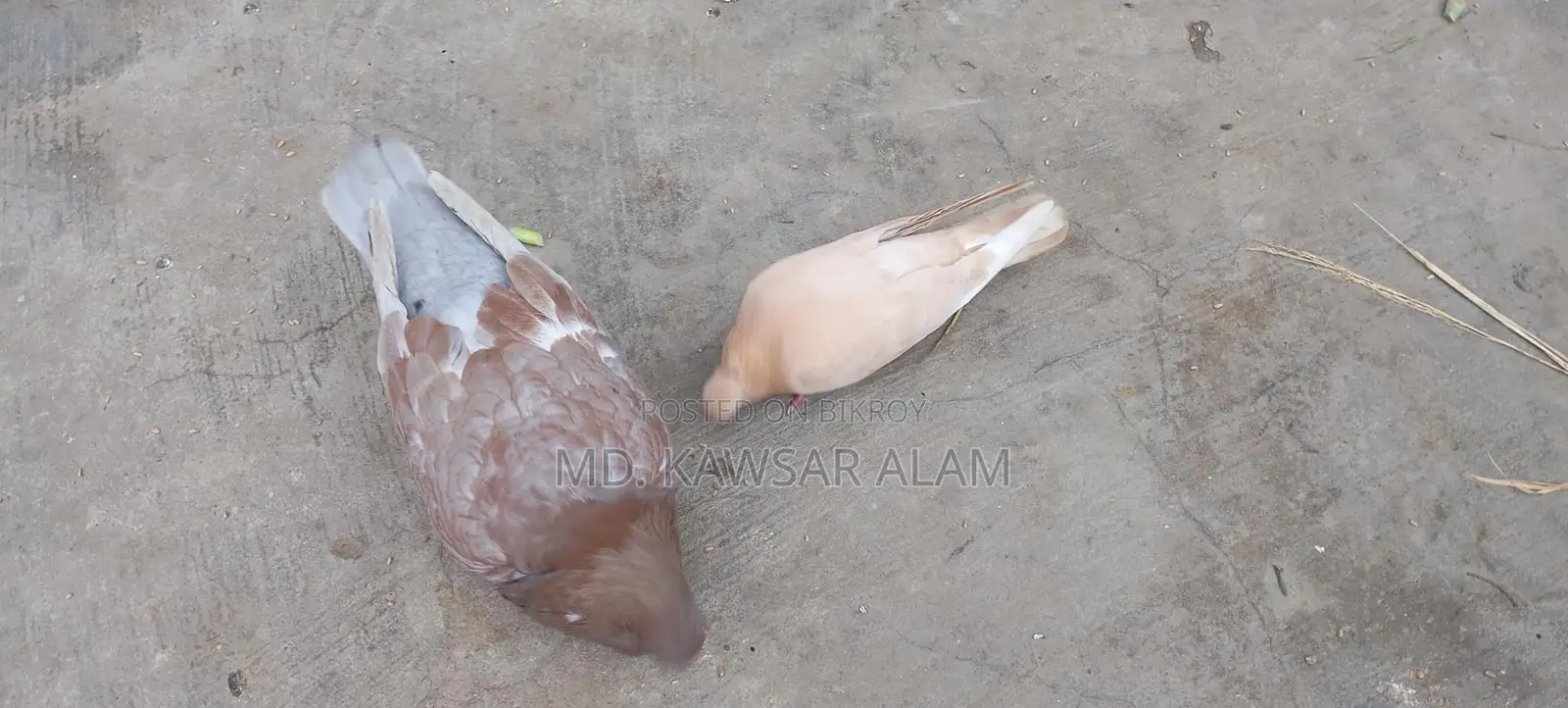 কিং কবুতর