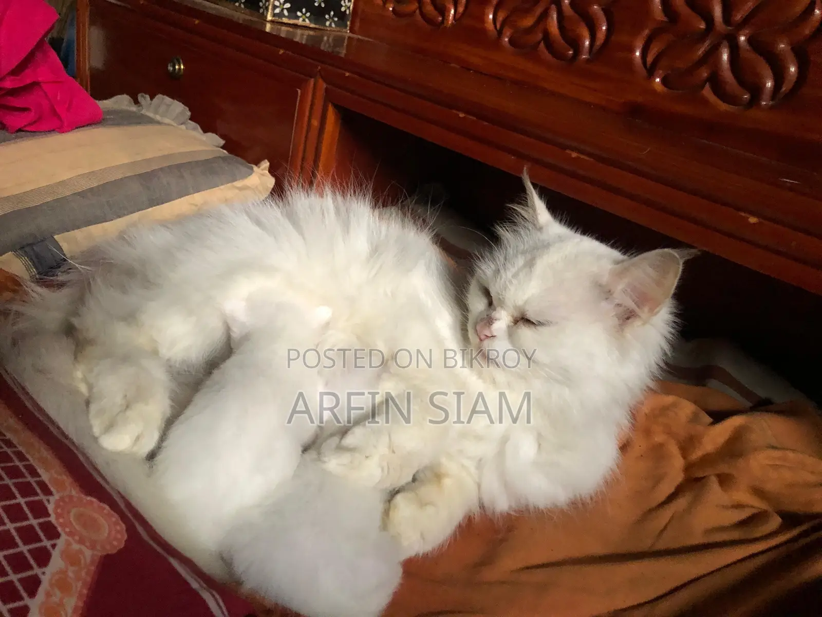Persian Cat