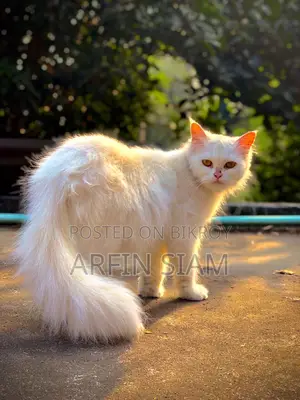 Persian Cat
