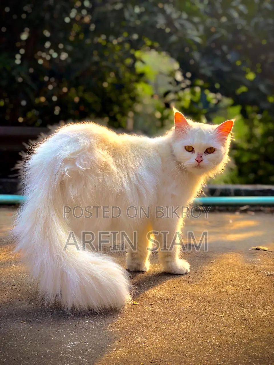 Persian Cat