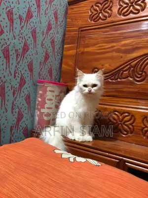 Persian Cat