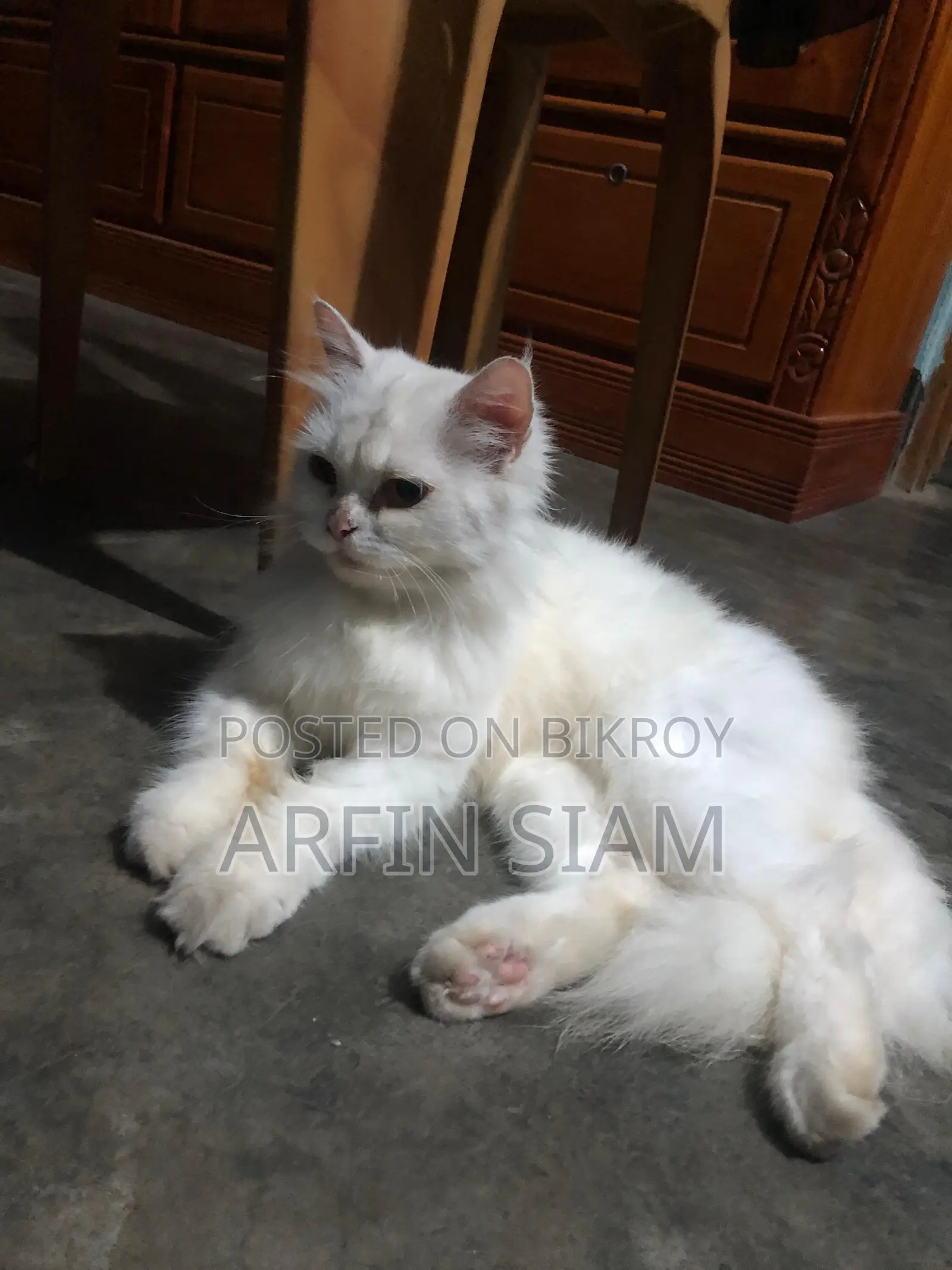 Persian Cat
