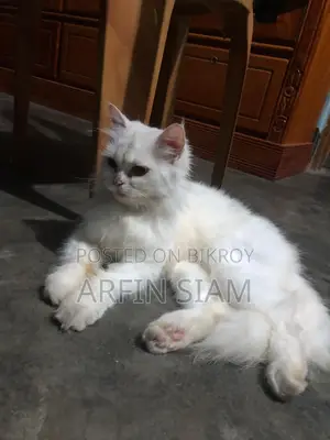 Persian Cat
