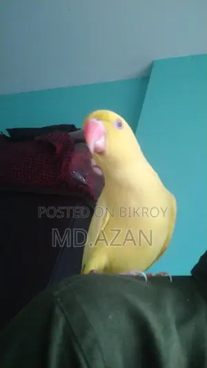 Indian Ringneck Parrot