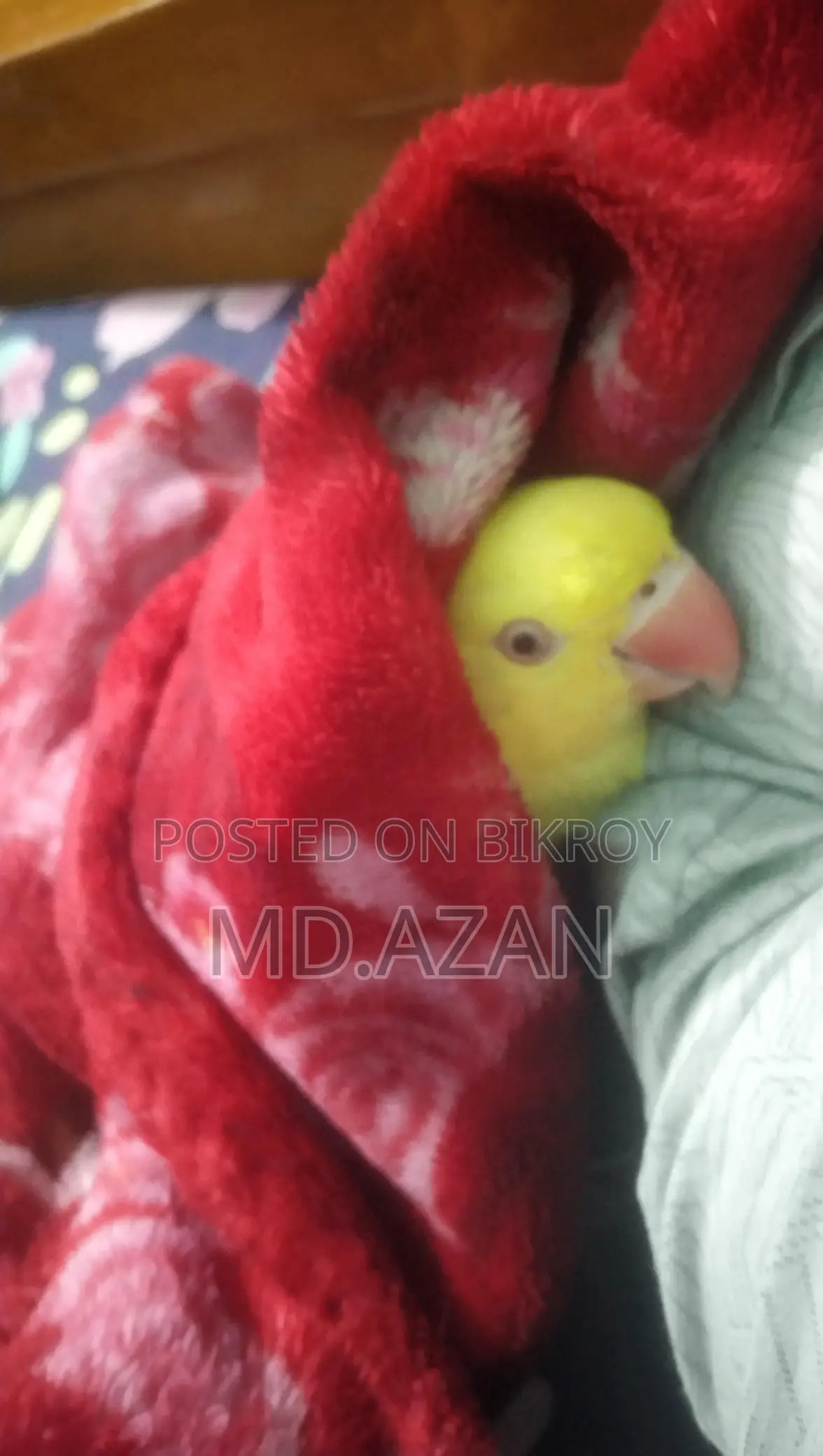 Indian Ringneck Parrot
