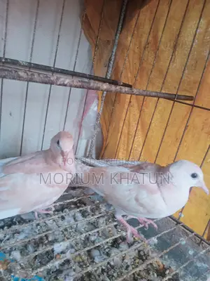 Australian Dove