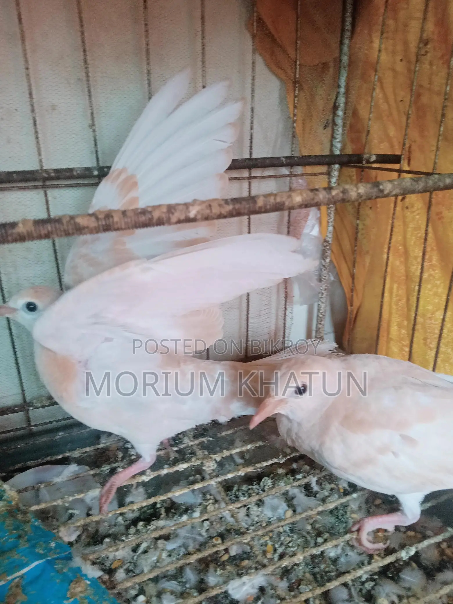 Australian Dove