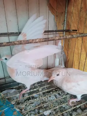 Australian Dove