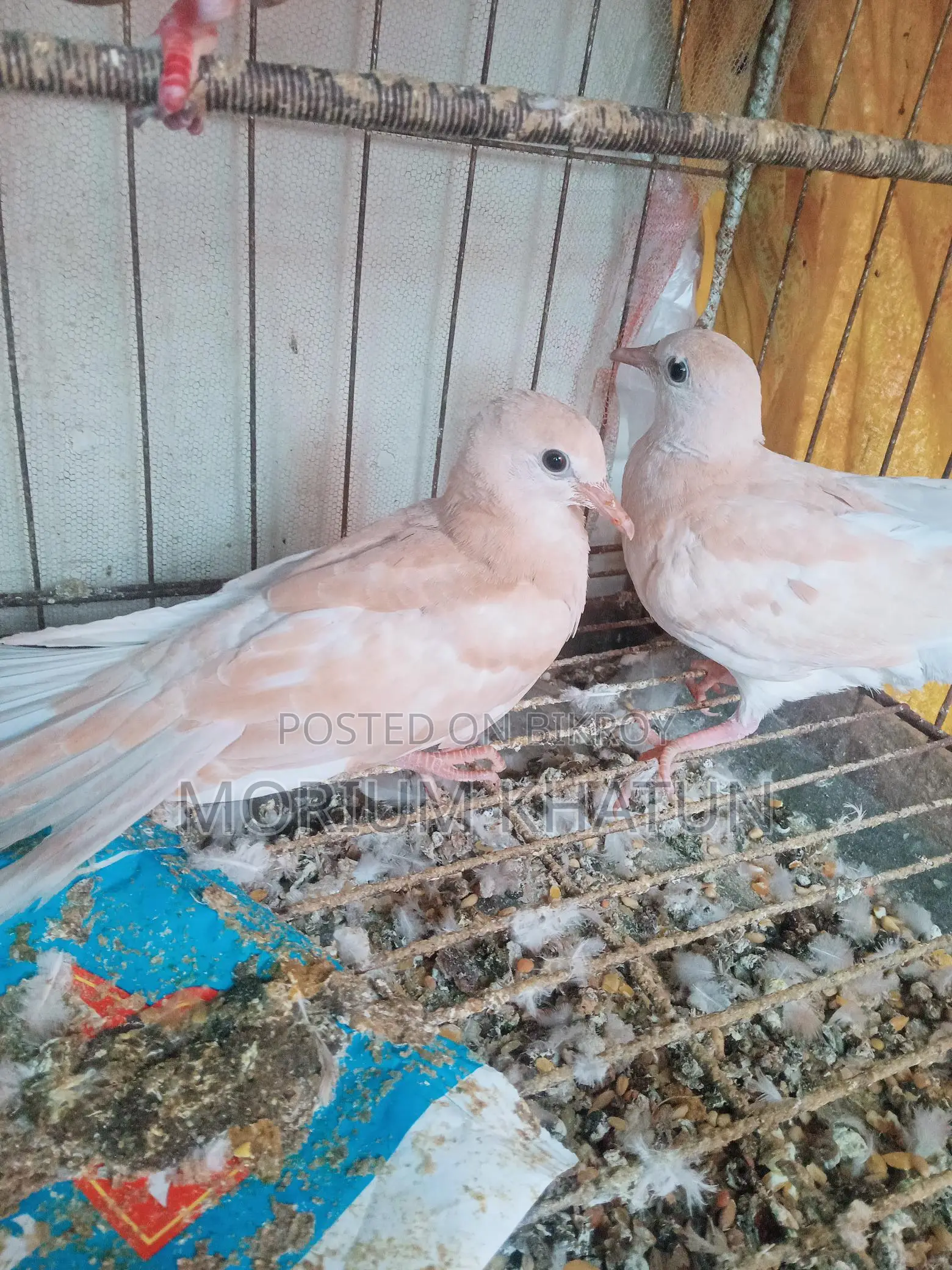 Australian Dove