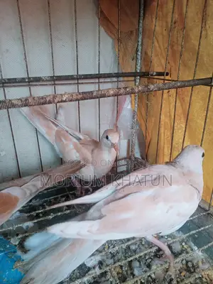 Australian Dove
