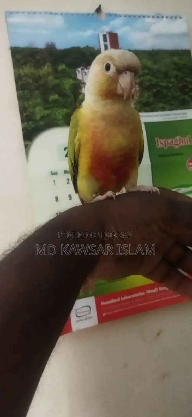 Pineapple Conure for Sale