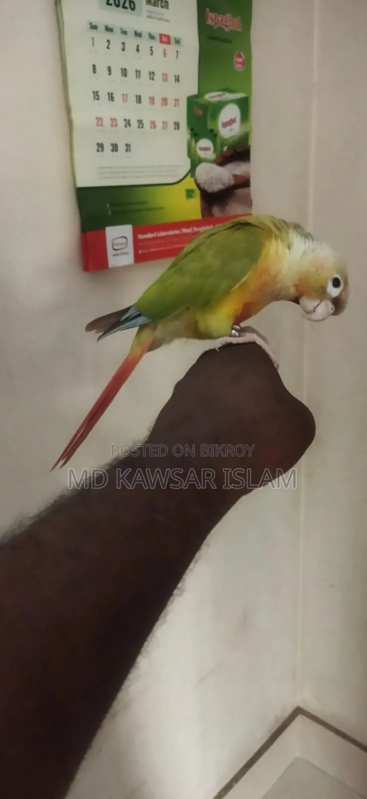 Pineapple Conure for Sale