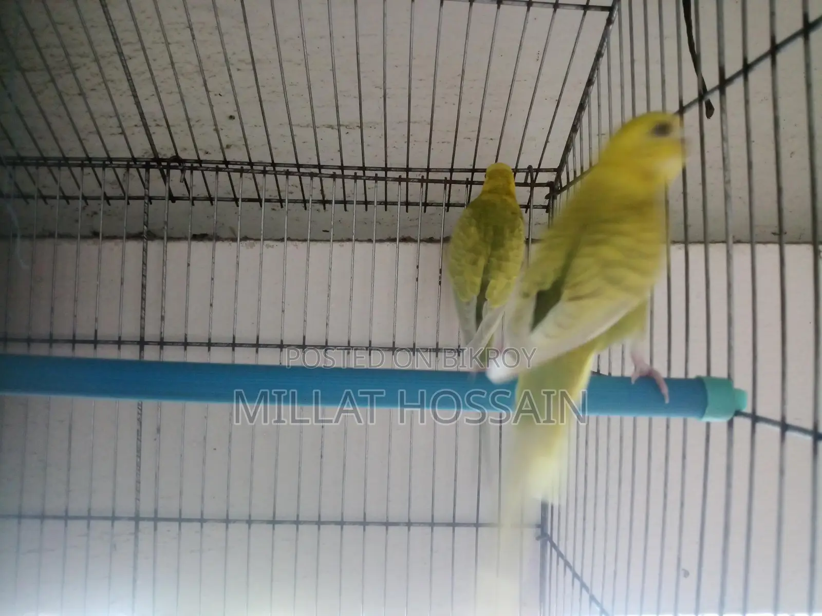 2 Pairs of Budgie Birds