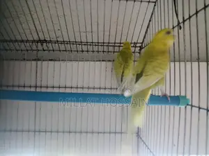 2 Pairs of Budgie Birds