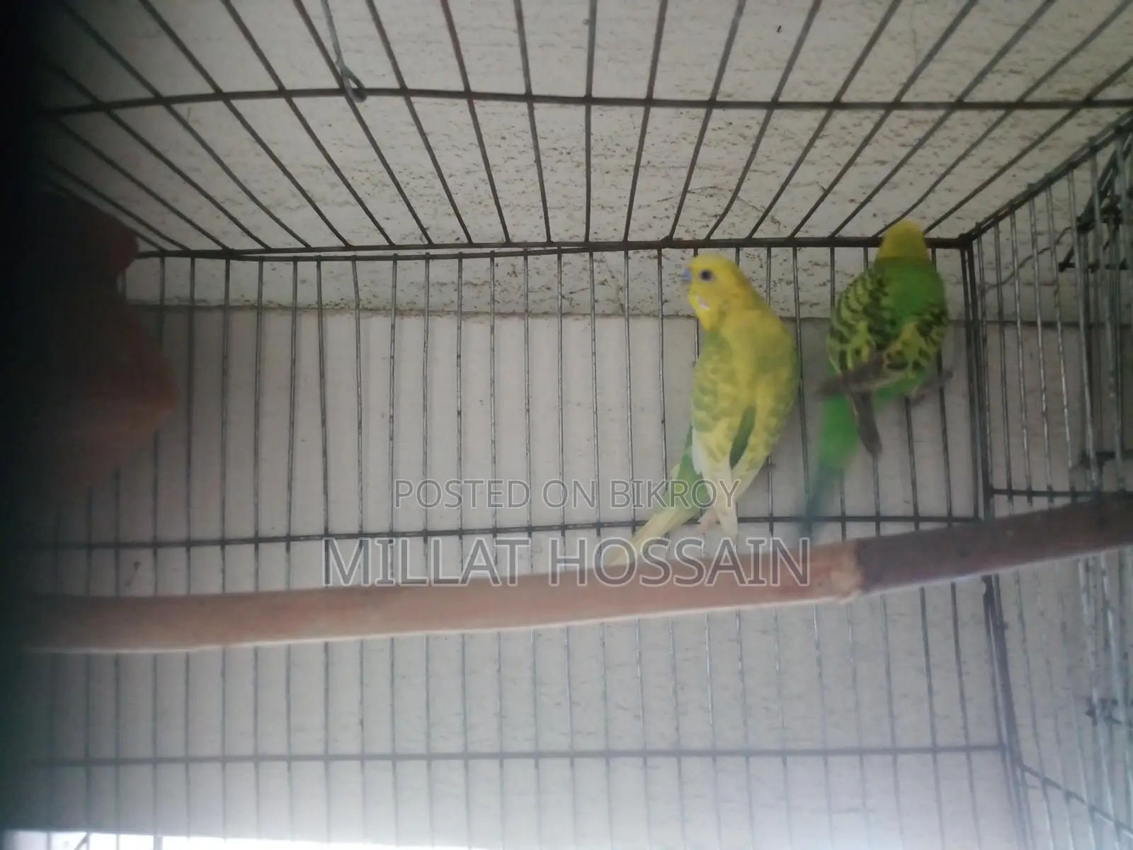 2 Pairs of Budgie Birds