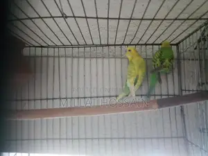 2 Pairs of Budgie Birds